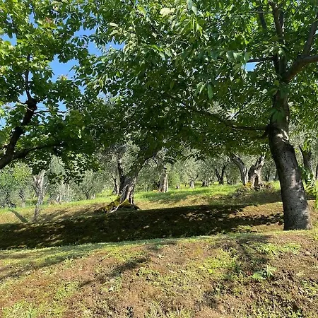 La Cicala Sulle Colline Della Versilia, Con Piscina 马萨罗萨