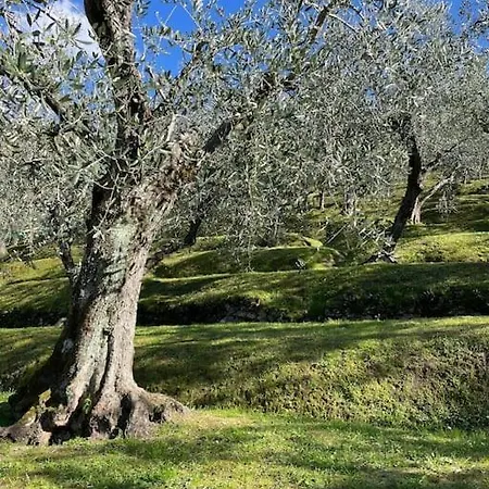 La Cicala Sulle Colline Della Versilia, Con Piscina 度假居 马萨罗萨