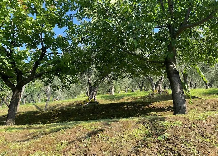 La Cicala Sulle Colline Della Versilia, Con Piscina Massarosa