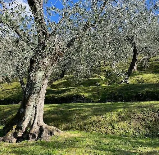 La Cicala Sulle Colline Della Versilia, Con Piscina Semesterbostad Massarosa
